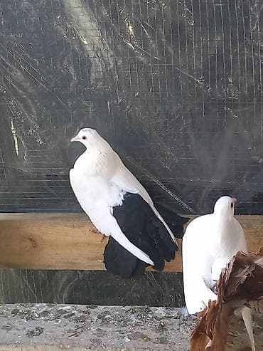 голуби животные: Продаю | Куры | Для разведения — 7