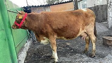 Үй жаныбарлары үчүн товарлар: Сатам | Уй (ургаачы) | Симментал | Сүт алуу үчүн — 2