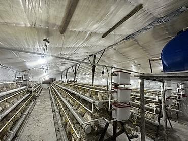 сачок для рыбы: Птичник с клеточными батареями и полной системой жизнеобеспечения — 2