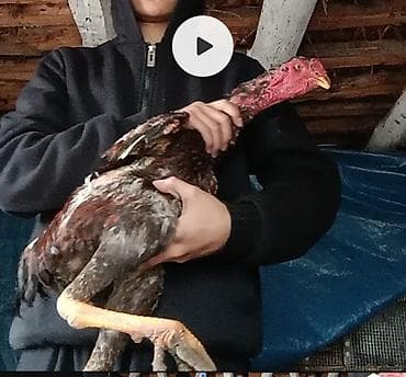 сова живая: Продаю | Петух | Бойцовая | Для разведения — 1