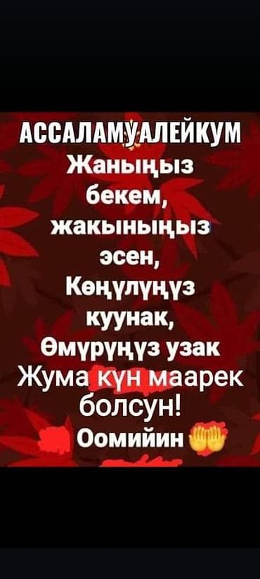 жаны асый: Сатам | Бука (эркек) | Аргын | Бордоп семиртүү үчүн — 2