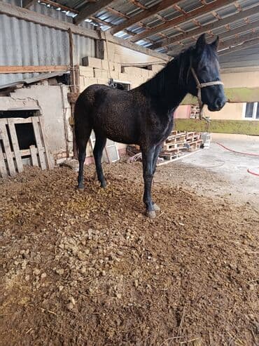 Жылкылар, аттар: Сатам | Бээ (ургаачы), Тай — 4