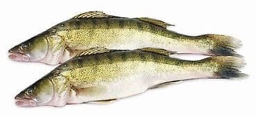 балык чарба: 🎣 КУПЛЮ РЫБУ ДОРОГО! 💰 📍 Принимаю на постоянной основе: — Сазан — — 5