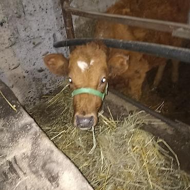 утята суточные: Продаю | Тёлка — 2