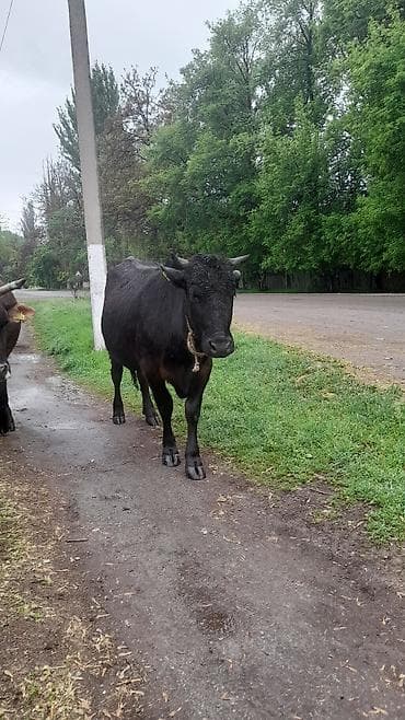 коровы молоко: Продаю | Корова (самка) | Для молока | Привязанные — 1
