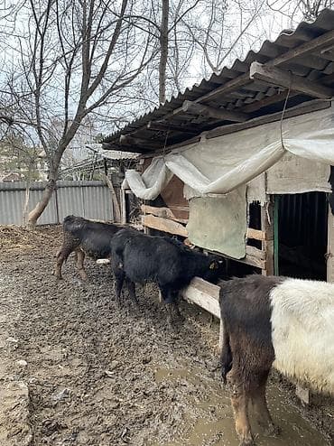 ангус музо: Продаю | Музоо, торпок | На откорм — 4