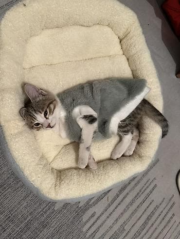 собака авчарка: Котёнок в полосато-белом окрасе (тигровый табби с белыми лапками и — 3