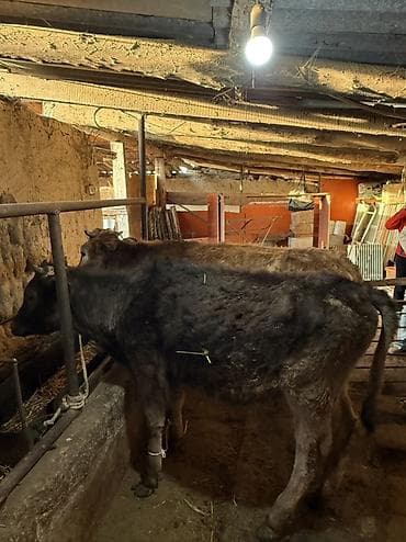 богоз кой: Продаю | Музоо, торпок | Полукровка | На откорм | Привязанные — 1