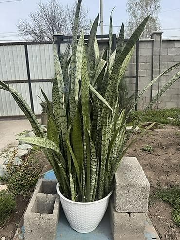 плетеная: Сансевиерия (щучий хвост) в крупном горшке Высота140 см ширина 60 см — 1