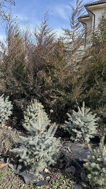 Уголь: Продаю! Можжевельник коллоновидный - от 2х метров (4000 сом) — 4