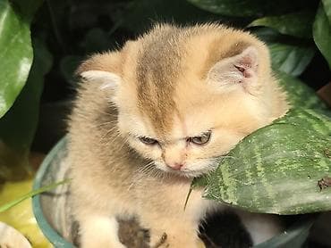 Үй жаныбарлары: Шотландский короткошерстный котёнок, окрас золотой шиншилла (теплый — 10