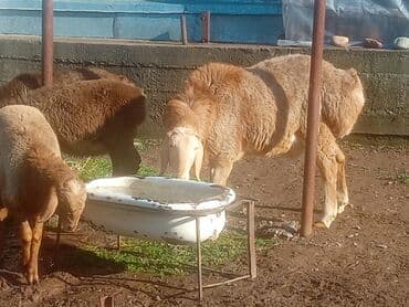 продам собаку объявление sobaka: Продаю | Баран (самец) — 5