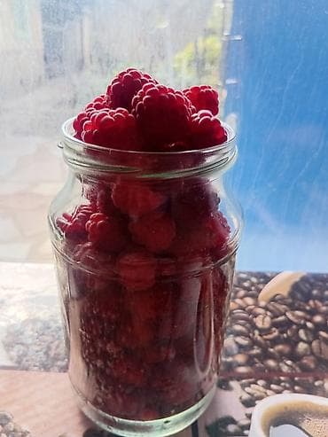 малина скупка: Саженцы малины (ремонтантные кусты) - Мощные кусты с густой листвой и — 8