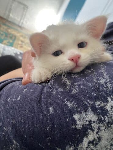 вентилятор для котла с автоматикой: Кошка даром: Беспородная, 1 месяц, Девочка, Приучена к лотку — 2