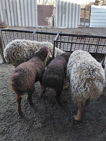 сколько стоит капибара в кыргызстане: Продаю | Овца (самка) | Для разведения — 3