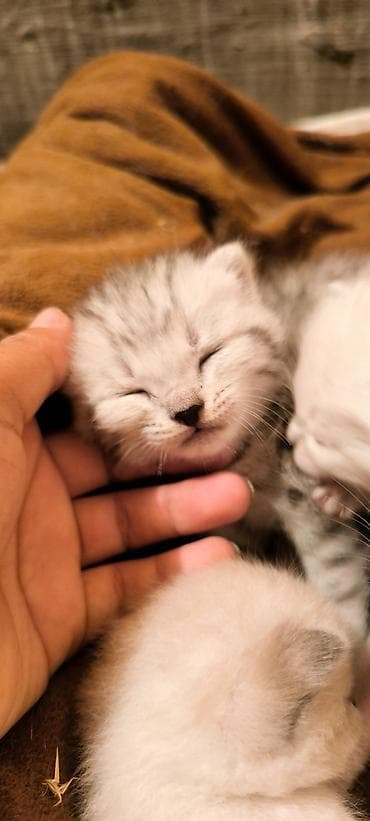 шотландские котята: БРОНЬ❗БРОНЬ❗ БРОНЬ ❗ БРОНЬ ❗❗❗ Шотландские котята (скоттиш-страйт) — 2