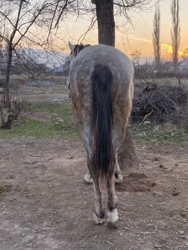 отдам даром охотничью собаку: Продаю | Конь (самец) | Рабочий — 2