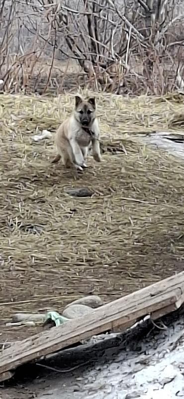 Щенок (похож на метиса средних пород): компактный, крепкий, с короткой