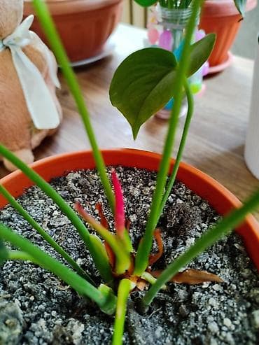 продам чеснок: Мужское счастье. Комнатное растение в горшке — антуриум (Anthurium) — 5
