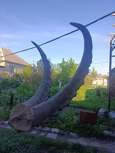 саат арзан: Рога (пара), натуральные - Материал: настоящий рог животного - — 2