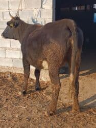 продаю музоо торпок корова самка бык самец айрширская ангус алатауская на забой для разведения на откорм племенные нетель привязанные: Продаю | Корова (самка) | Алатауская | Для разведения, Для молока | Племенные, Стельные — 7