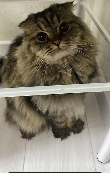 продаю котят: Вязка: Скотиш Фолд (Шотландская вислоухая), Мальчик, 2 года — 3