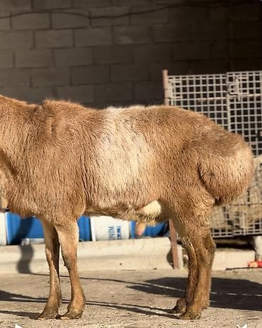 Ветеринар кызматы: Сатам | Ургаачы кой (ургаачы) | Көбөйтүү үчүн — 2