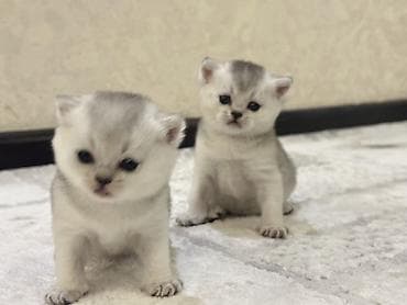 рыболовный мир фото: Скотиш Страйт (Шотландская прямоухая), 1 месяц, Мальчик, Белый, Приучена к лотку, Проглистована, С документами — 2