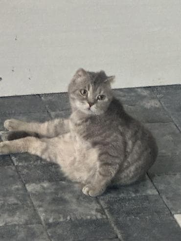 scottish fold: Котята от домашней кошки Торг имеется при встрече - Порода/тип — 7