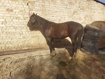 брама мрамор: Продаю | Конь (самец) | Рабочий — 3