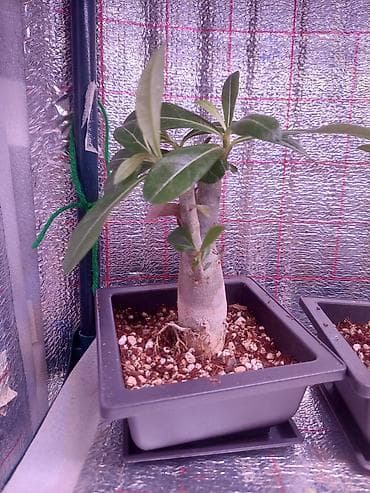 толстянка купить: Аденiums (Adenium obesum) – коллекционные суккуленты с каудексом — 5