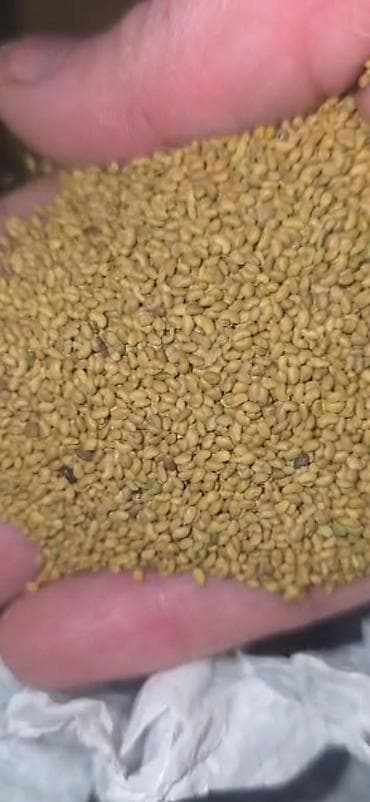 столы для сада: Семена люцерны — 1