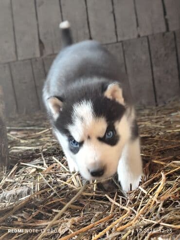 дог собака: Продаю щенков сибирской хаски. 5 шт все мальчики возраст 1 месяц. цена — 6