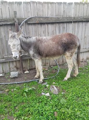 Үй жаныбарлары: Осёл (серо-бурый окрас) - Вид: домашний осёл - Окрас: серо-бурый с — 3