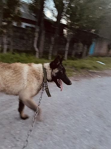 алабай собаки: Порода: бельгийская овчарка (малинуа) Описание: - Энергичная — 5