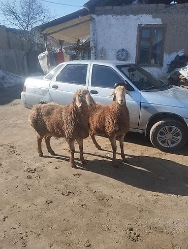 персидская кошка цена: Продаю | Баран (самец) | Арашан | Для разведения | Племенные — 6