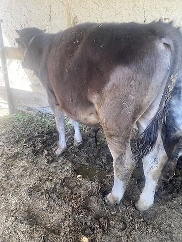 Продаю | Бык (самец) | Привязанные — 6