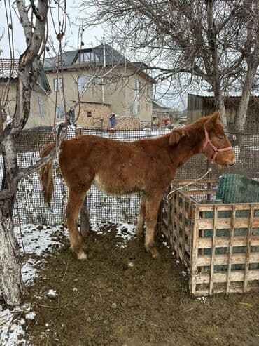 собака девочка: Продаю | Жеребенок — 3