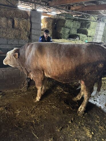 продам щенка овчарки: Продаю | Бык (самец) | Симментальская | На откорм | Племенные — 3