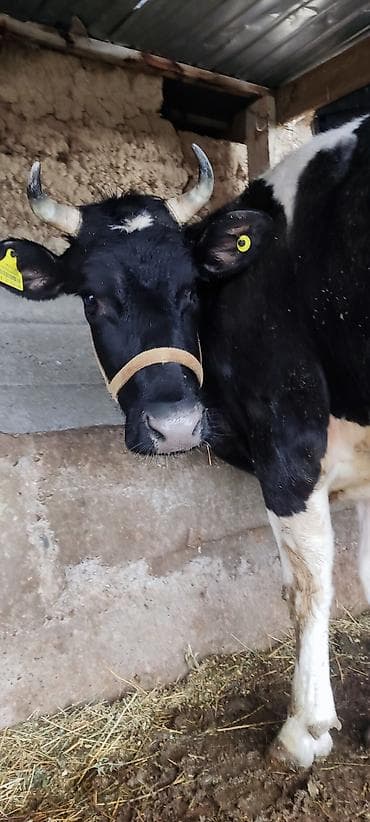 алабай щенка: Продаю | Корова (самка) | Для молока — 7