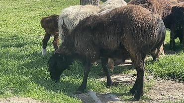 мясо для животных: Продаю | Овца (самка), Баран (самец) | Для разведения — 3