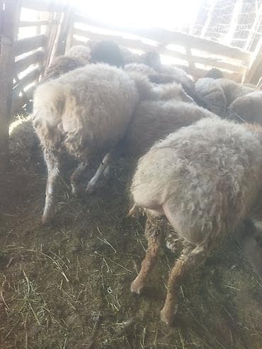 киска купить: Продаю | Овца (самка) | Для разведения | Матка — 7