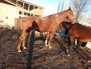 куплю французского бульдога: Продаю | Кобыла (самка) | Рабочий — 2