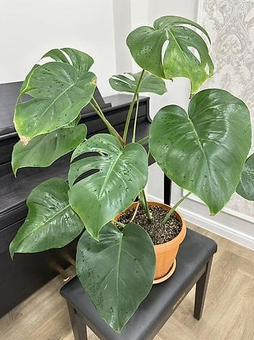 деликатес: Монстера делициоза (Monstera deliciosa) в горшке - Эффектное — 8