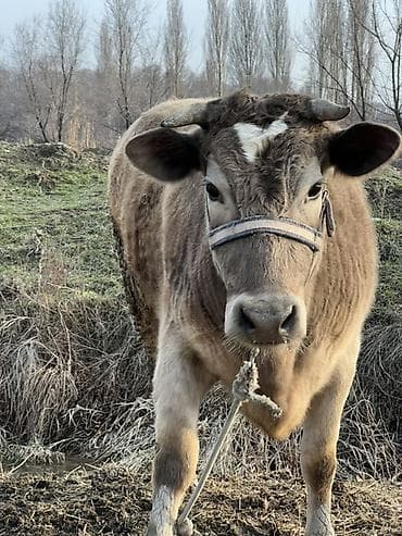 корова обмен: Продаю | Корова (самка) | Полукровка | На откорм | Привязанные — 3