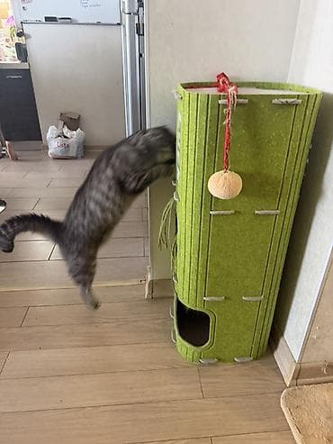 скоттиш фолд, купить: Кошка даром: Скотиш Фолд (Шотландская вислоухая), 3 года, Мальчик, Кастрирована, Приучена к лотку, Проглистована — 3