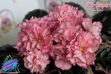 Продаю детки сортовых фиалок🌺🌿🌺. От 100сом. Есть взрослые цветущие