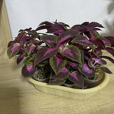 гулдор роза: Колеус (плектрантус скутелляриоидес) с яркой пестрой листвой — 2