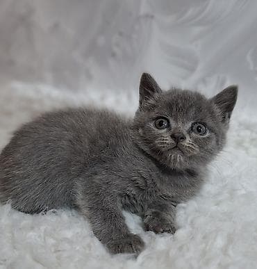 кошка продаётся: Скотиш Страйт (Шотландская прямоухая), 2 месяца, Мальчик, Голубой, Приучена к лотку, Проглистована — 5