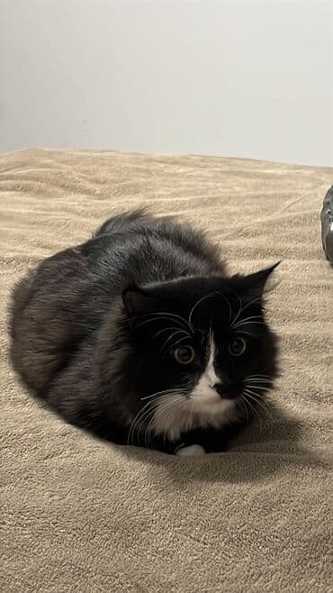 кот вислоухий: 6 месяцев, Мальчик, Биколор, Приучена к лотку — 6